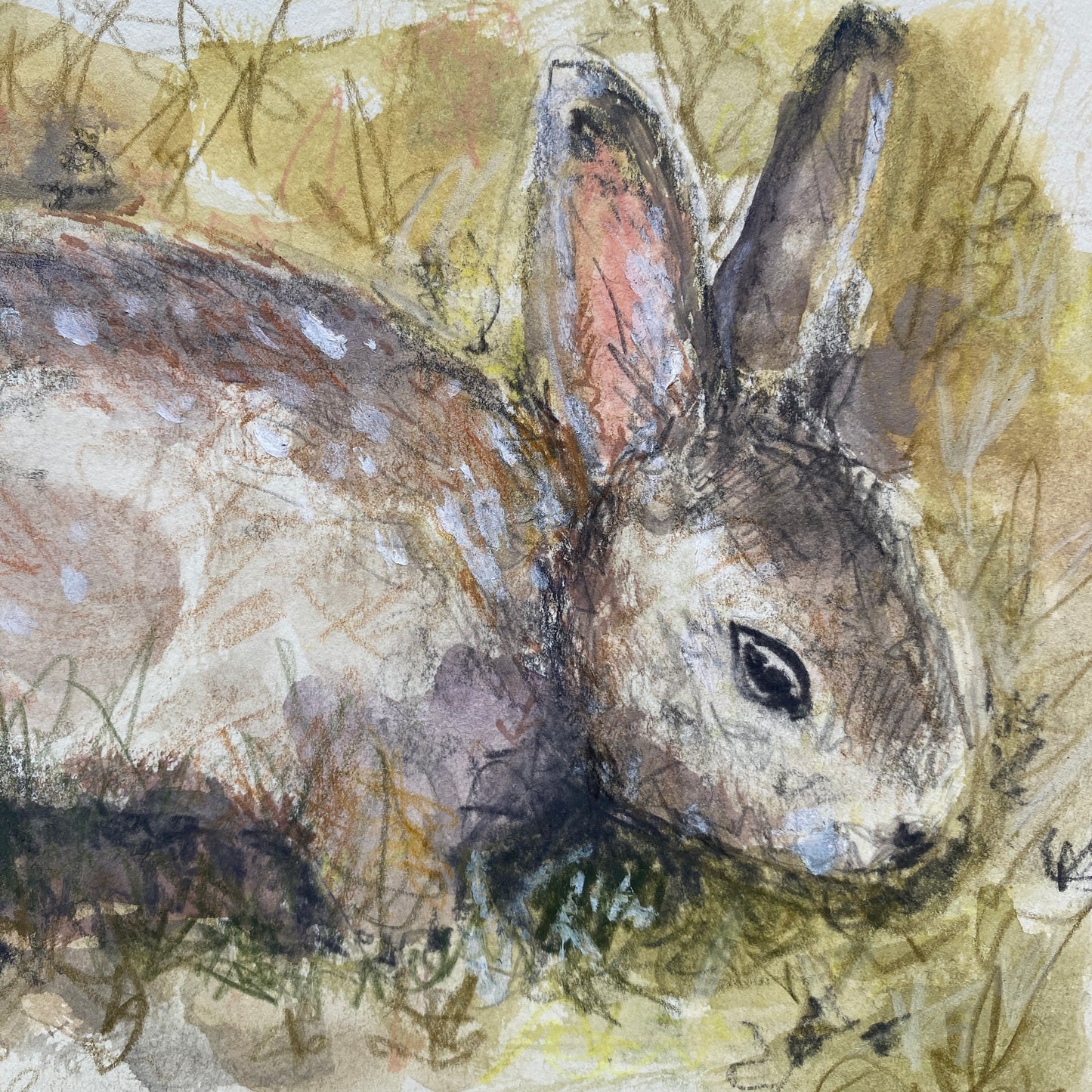 Rabbit in Hedgerow Sketch.