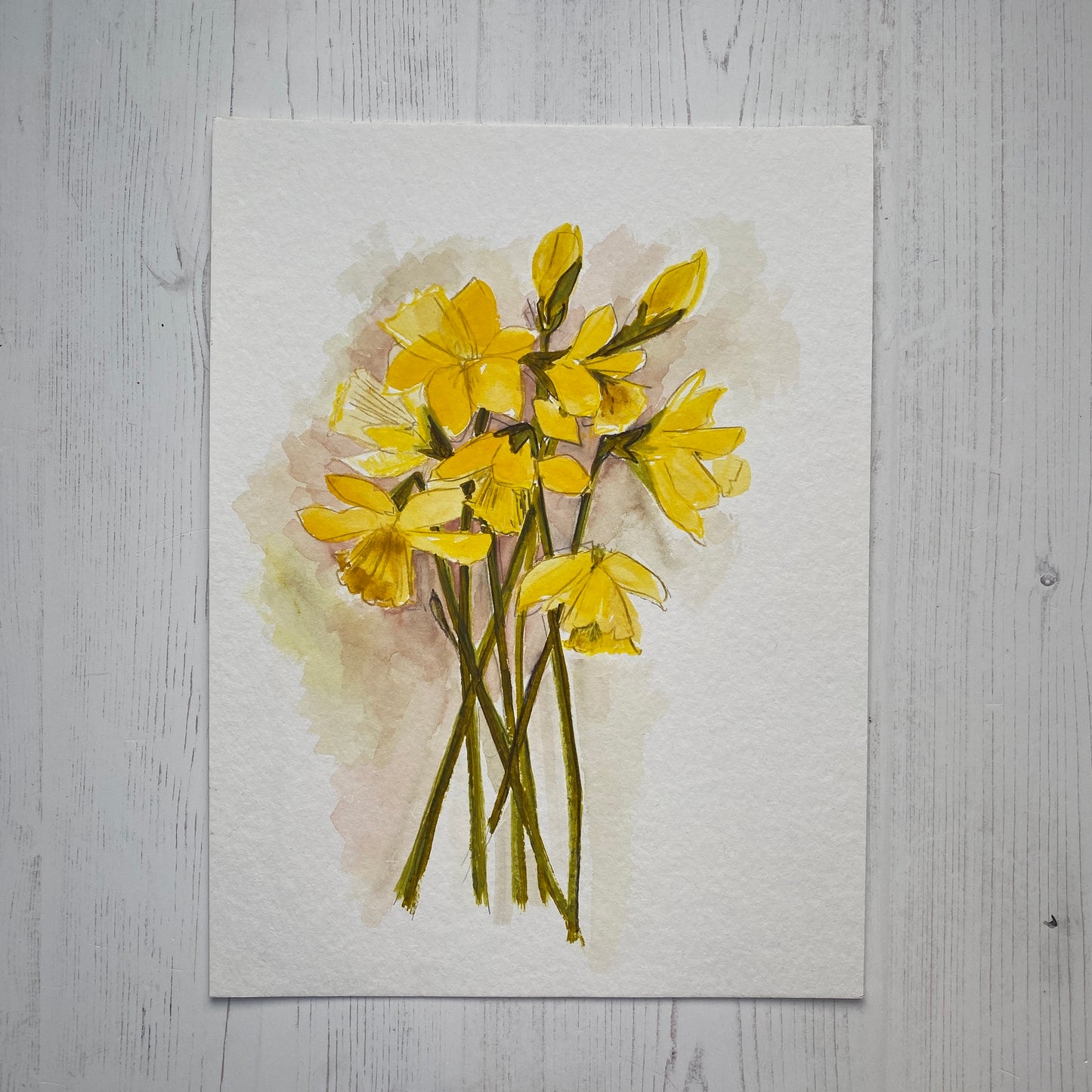 Daffodil Study 1.