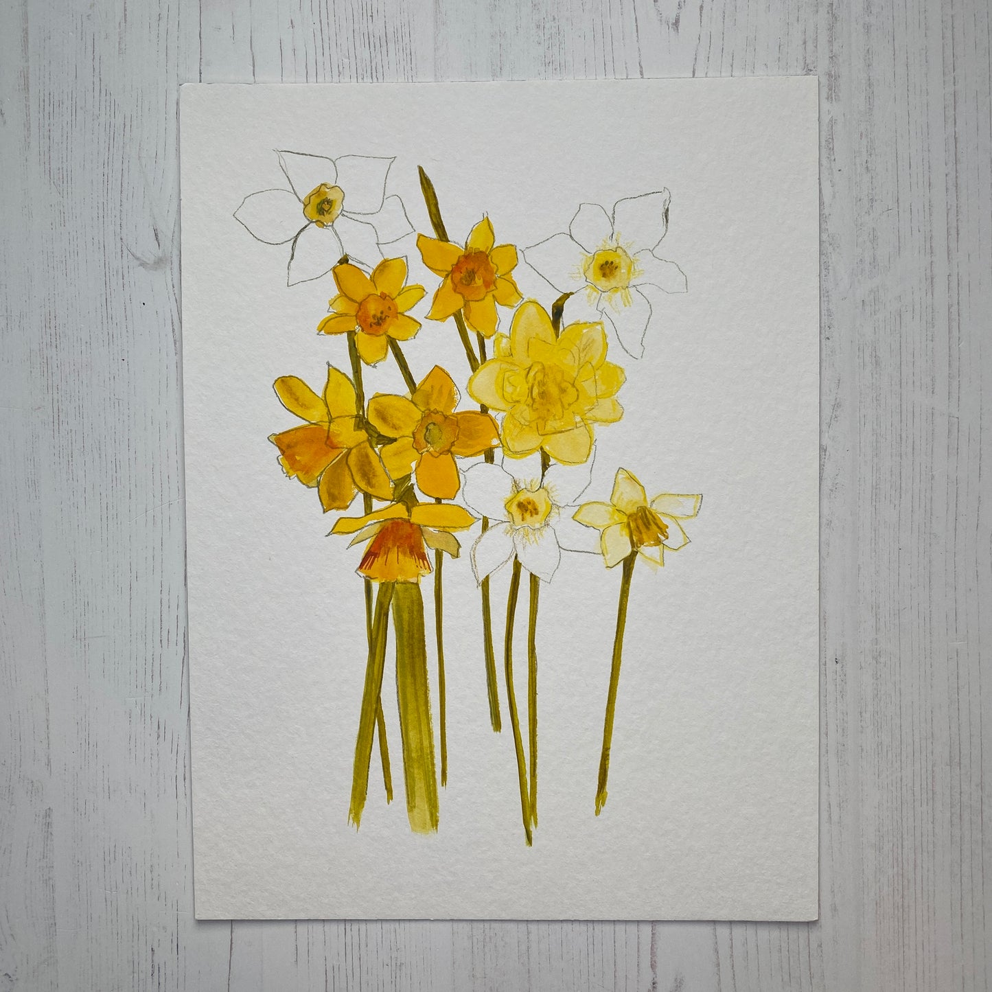 Daffodil Study 2