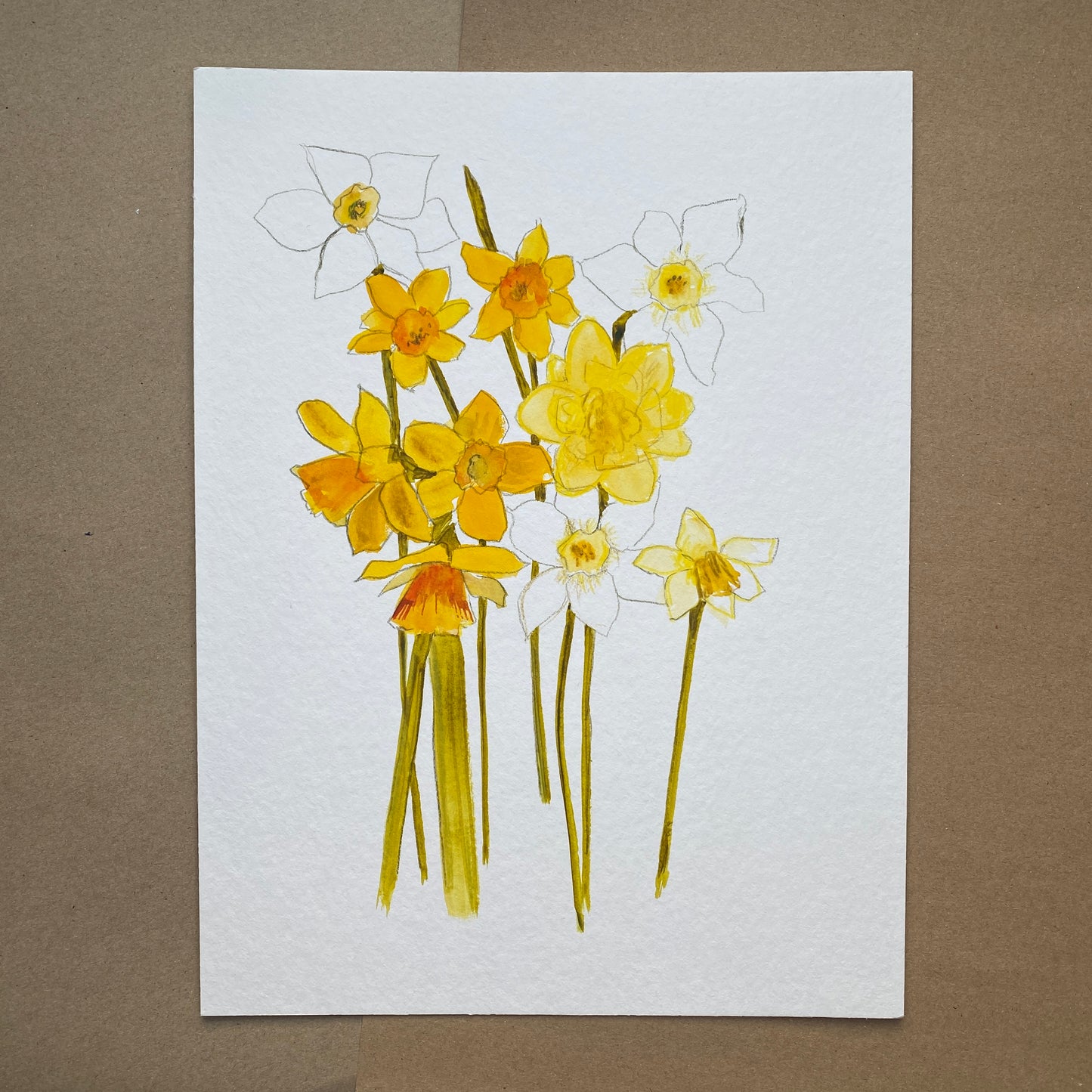 Daffodil Study 2