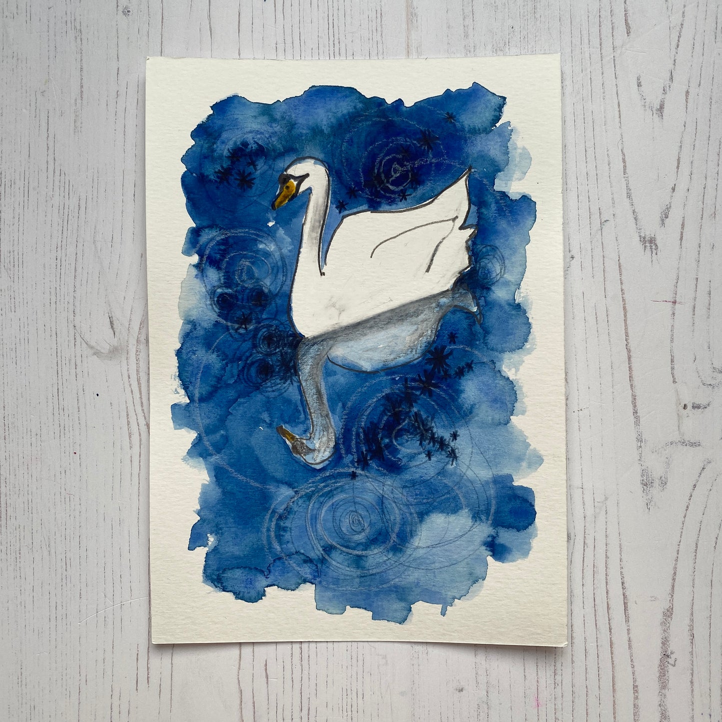Swan Study 2