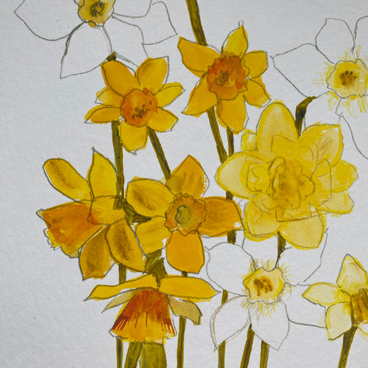 Daffodil Study 2