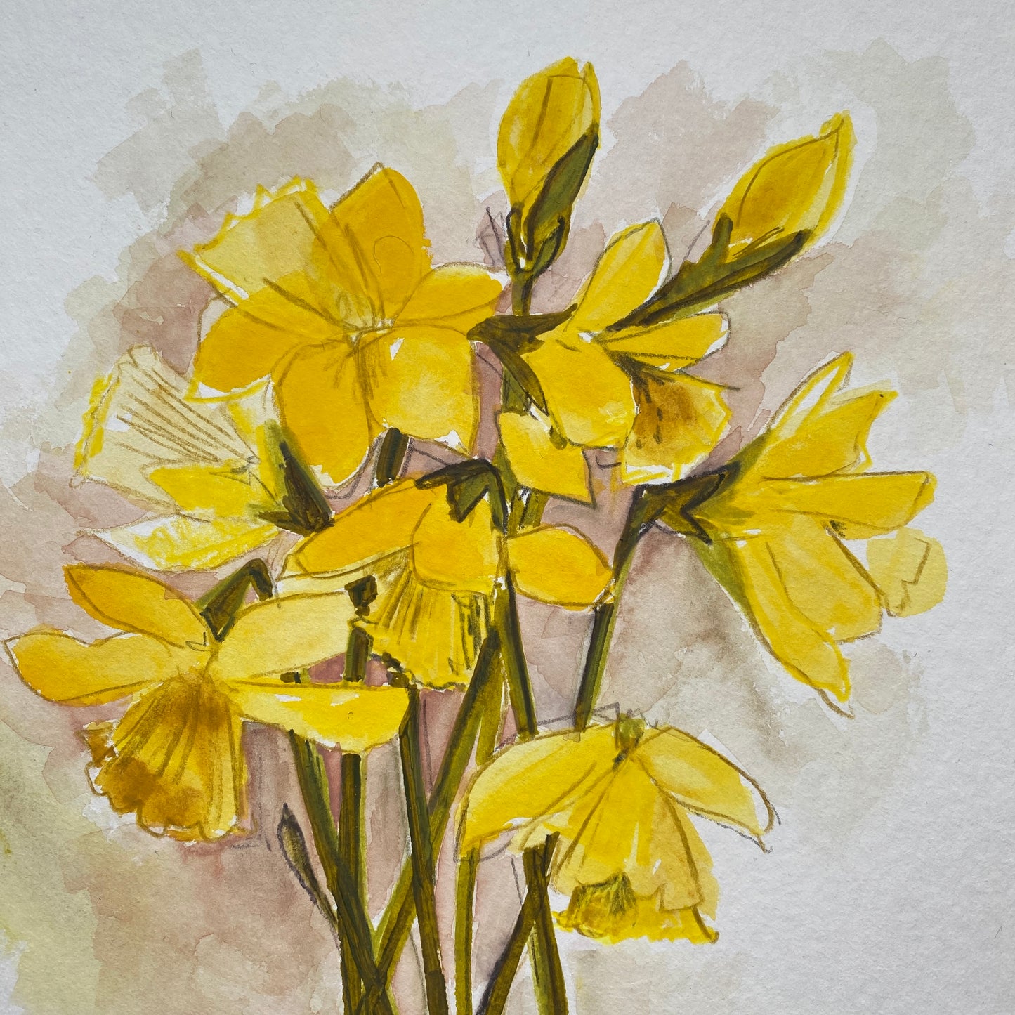 Daffodil Study 1.
